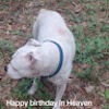laurietaylor030